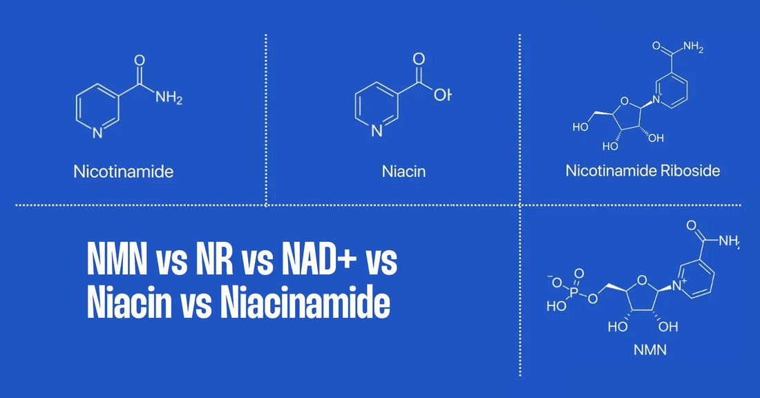 NMN vs NR vs NAD+ vs Niacin vs Niacinamide